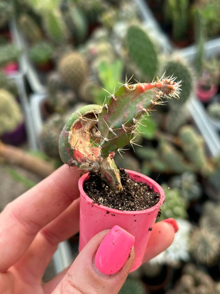 Hylocalycium CHIMERA - Hylocereus + Gymnocalycium 'Variegata'