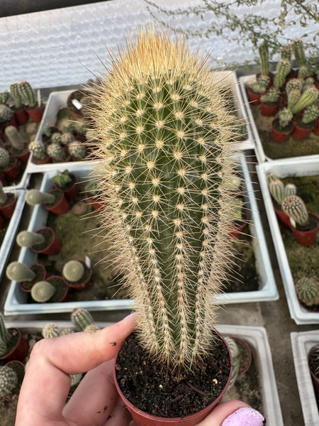 Pilosocereus chrysostele