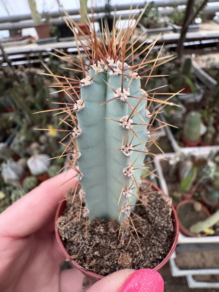Cereus forbesii