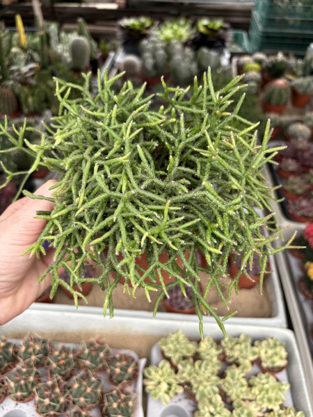 Rhipsalis burchellii