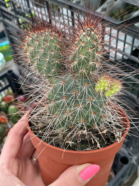 Opuntia polyacantha var. erinacea ursina MROZOODPORNA