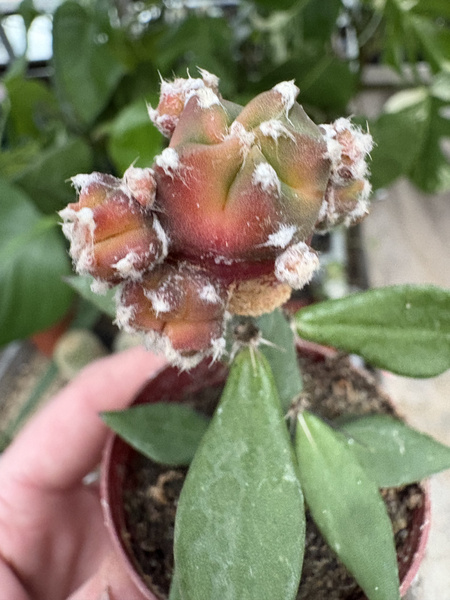 Astrophytum myriostigma 'Kikko Nuda'