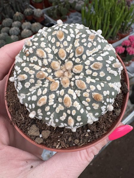 Astrophytum asterias 'Superkabuto'  kaktus piaskowy - kaktus jeżowca - kaktus gwiaździsty - pejotl gwiaździsty