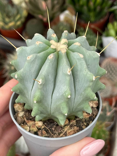 Ferocactus glaucescens 'Inermis'