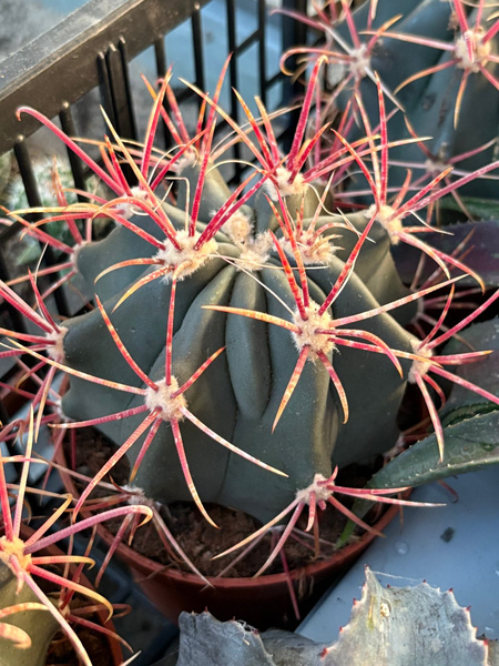 Ferocactus fordii