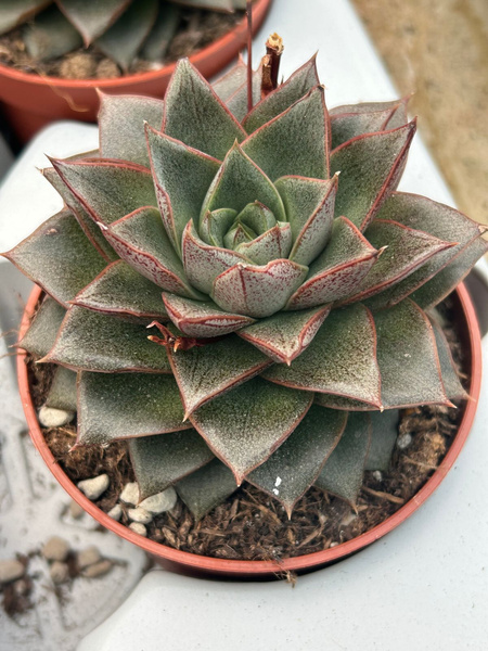 Echeveria purpusorum