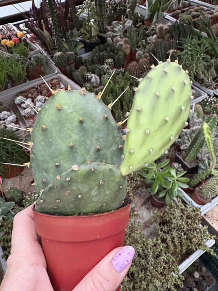 OPUNTIA DECUMBENS