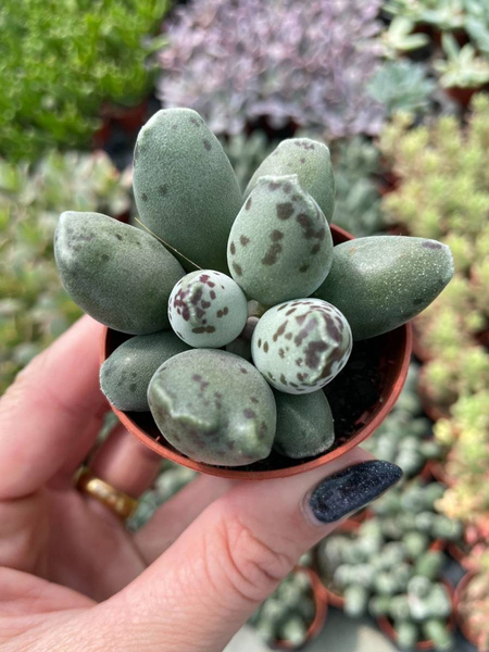 Adromischus cooperi