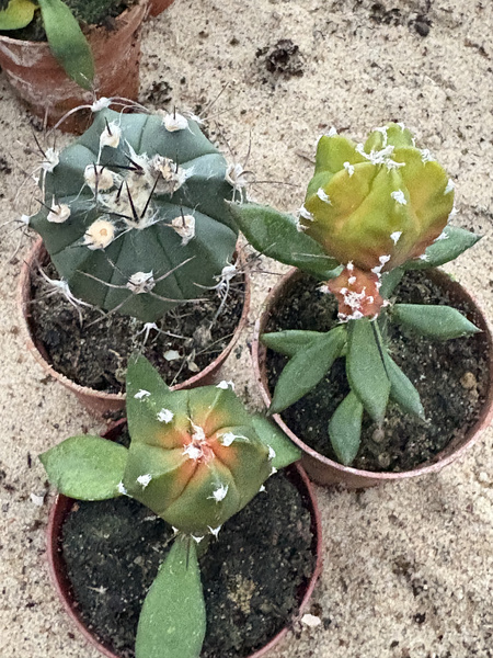 Set of 3 different Astrophytum MUTANTS