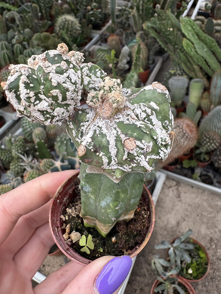 Astrophytum myriostigma 'Rampou'