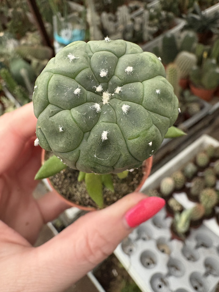 Astrophytum asterias 'Turtle'