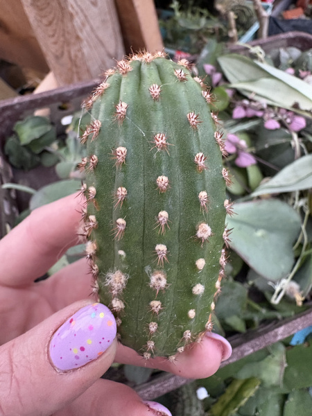 Cleistocactus cv. Nolly clone II