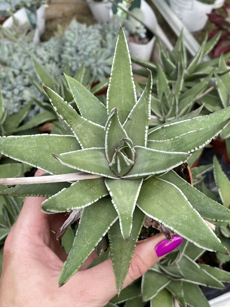 Gasteraloe 'Cool Edge'