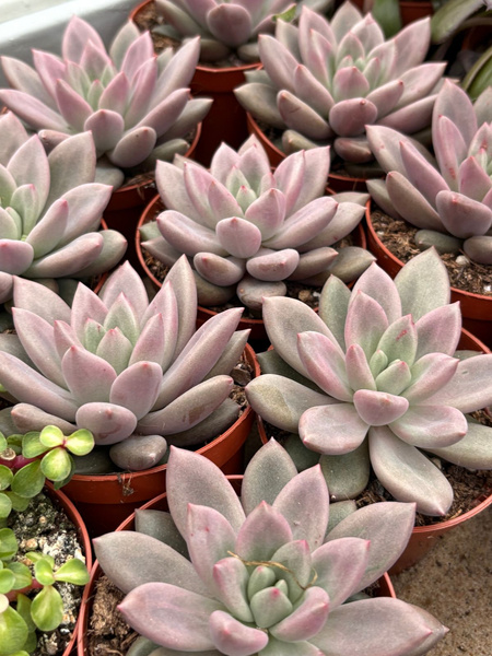 Pachyveria 'Rosy Crow'