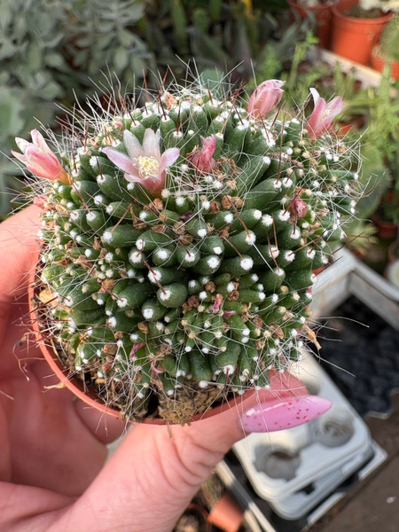 Mammillaria painteri 'Monstruosa'