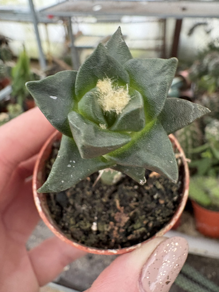 Ariocarpus scapharostrus