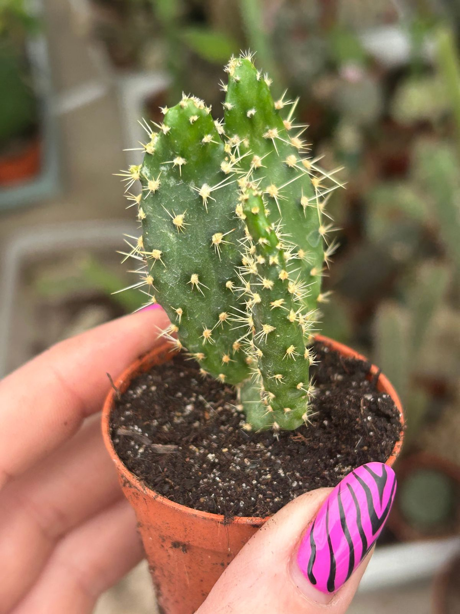 Opuntia gomei 'Monstruosa' Kaktusy \ Opuntia Kaktusy, sukulenty i