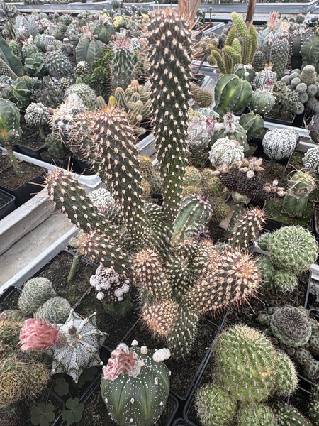 Opuntia fulgida 'Monstruosa'