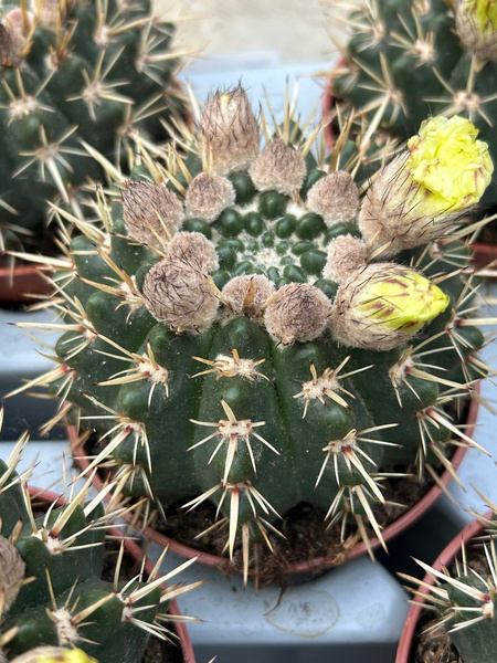 Notocactus submammulosus