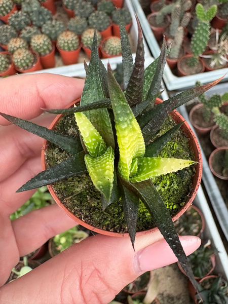 Haworthia limifolia 'Variegata'