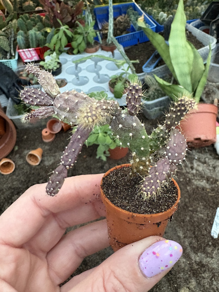 Schlumbergera opuntioides