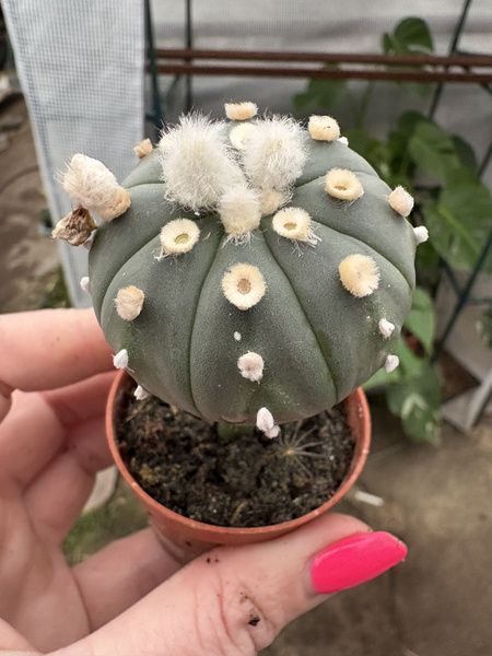 Astrophytum asterias 'Dark Nuda Ooibo'