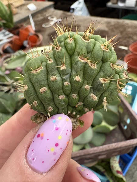Eulychnia castanea 'Spiralis Cristata'