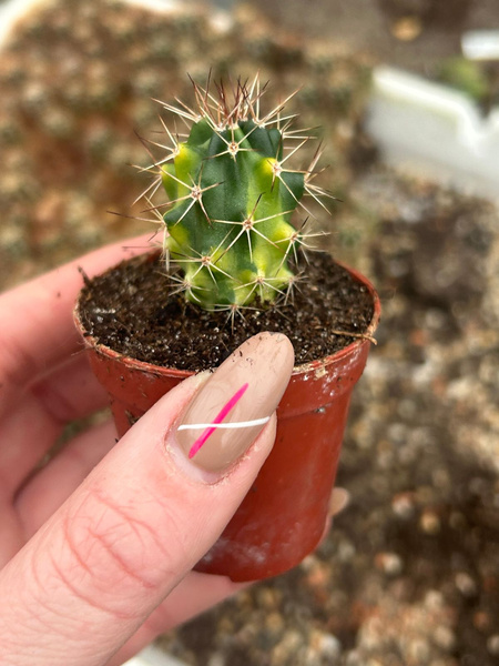 Echinocereus engelmannii 'Variegata'