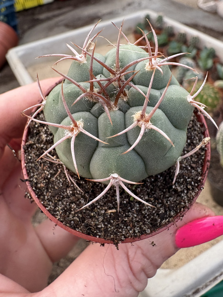 Gymnocalycium mazanense