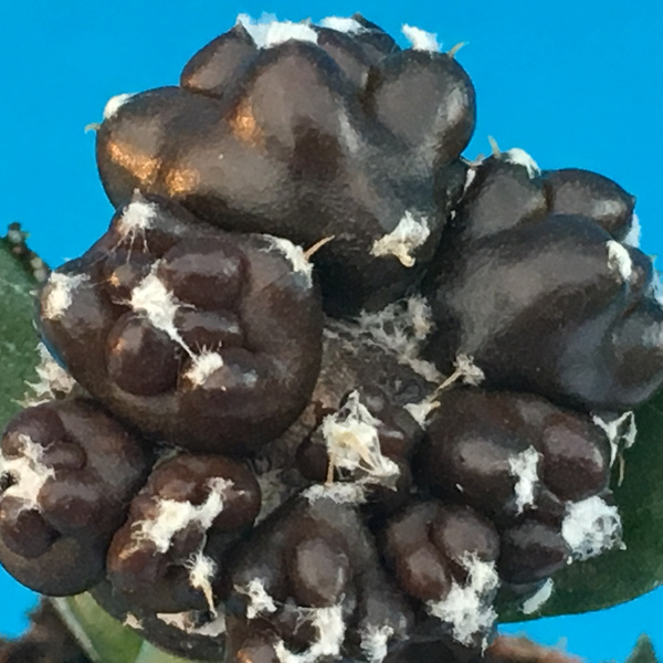 Seeds of Astrophytum myriostigma MEGA mix of mutants x 20