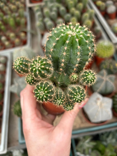 Echinopsis eyriesii BIG BEAUTIFUL FLOWERS