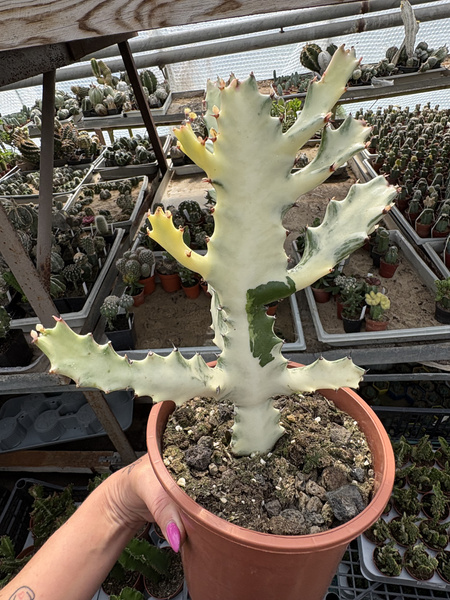Euphorbia lactea 'White Ghost'