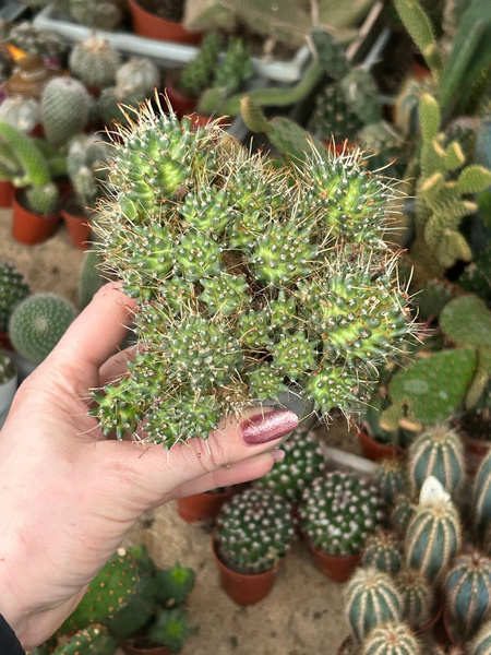 Mammillaria moelleriana 'Monstruosa'