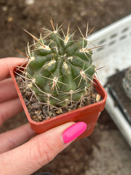 Horridocactus tuberisulcatus