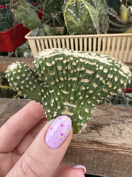 Cleistocactus strausii 'Inermis Cristata'
