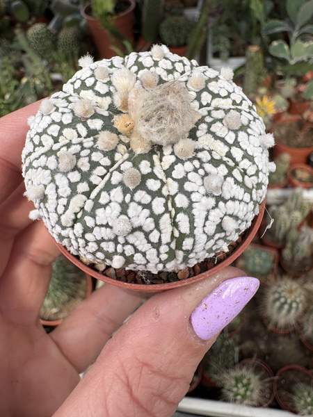 Astrophytum asterias 'Superkabuto' x A.asterias 'Hanazono'