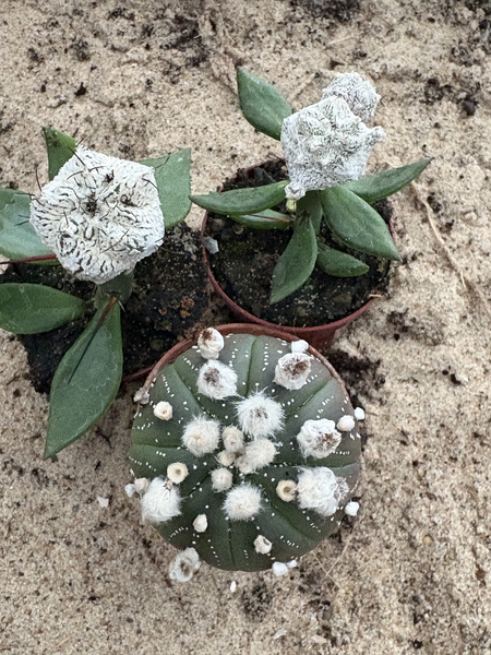 Zestaw 3 różnych Astrophytum MUTANTY
