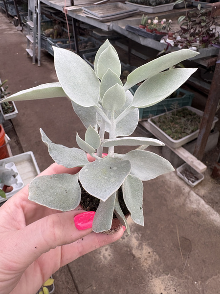 Kalanchoe hildebrandtii 'Silver Spoons'