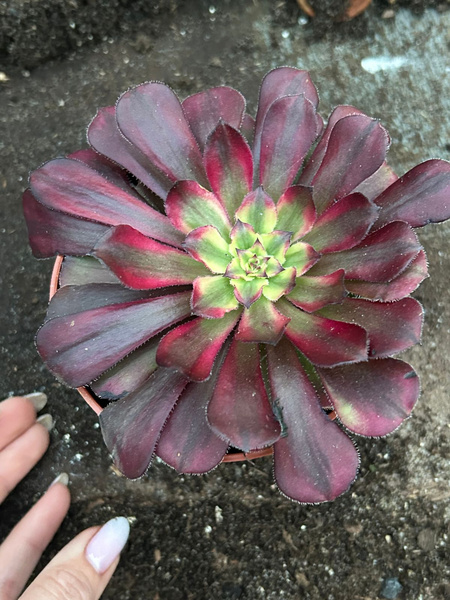 Aeonium cv. 'Mardi Gras'