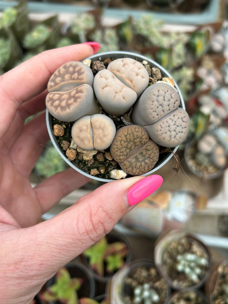 Lithops FIORE GIALLO GRUPA siewek