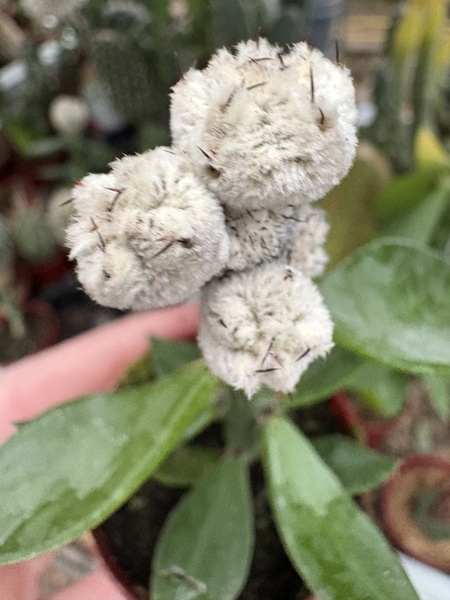 Astrophytum myriostigma 'Onzuko White'