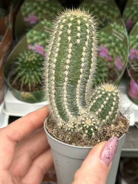 Trichocereus multiproliferum