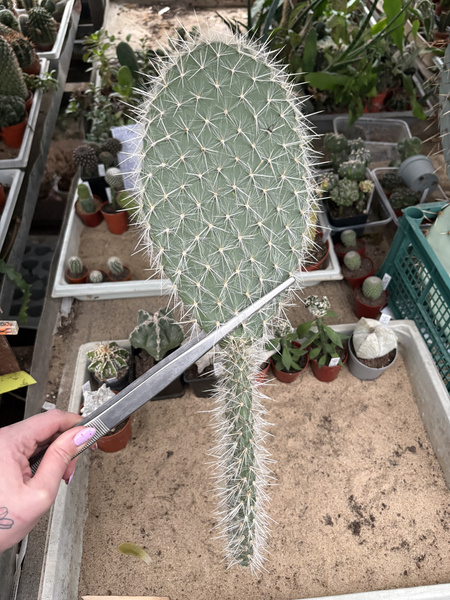 Opuntia durangensis (Durango Giant Prickly Pear)