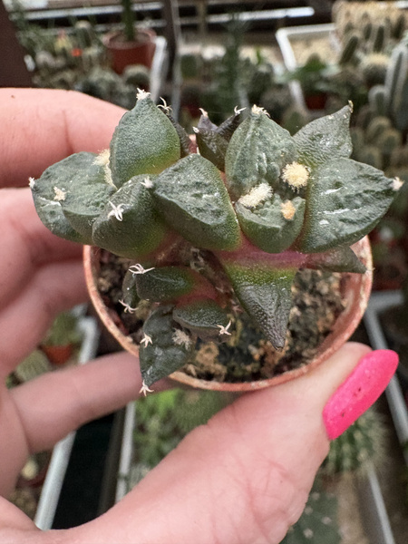 Ariocarpus furfuraceus v.rostratus