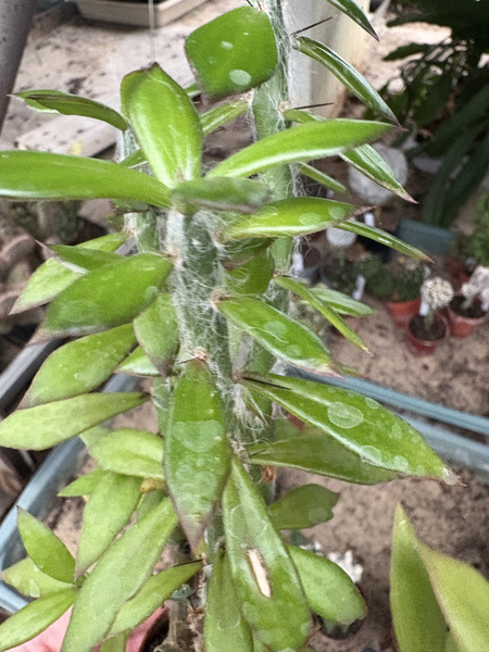 Pereskiopsis kellermanii