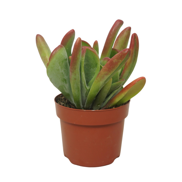 Kalanchoe luciae 'Oricula'