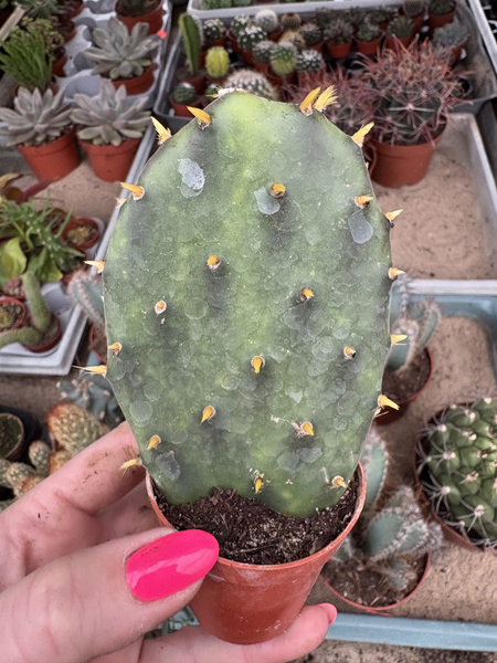 OPUNTIA DECUMBENS