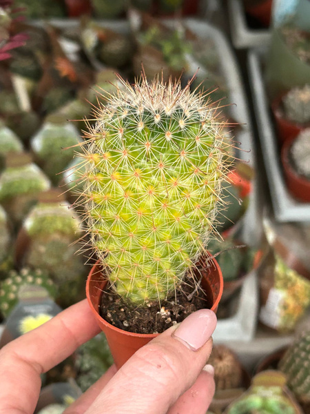 Mammillaria spinosissima 'Variegata'