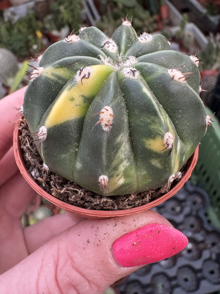 Melocactus maxonii 'Inermis'