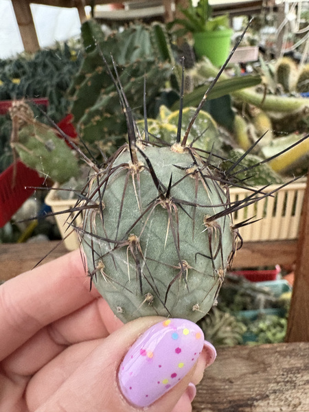 Tephrocactus geometricus